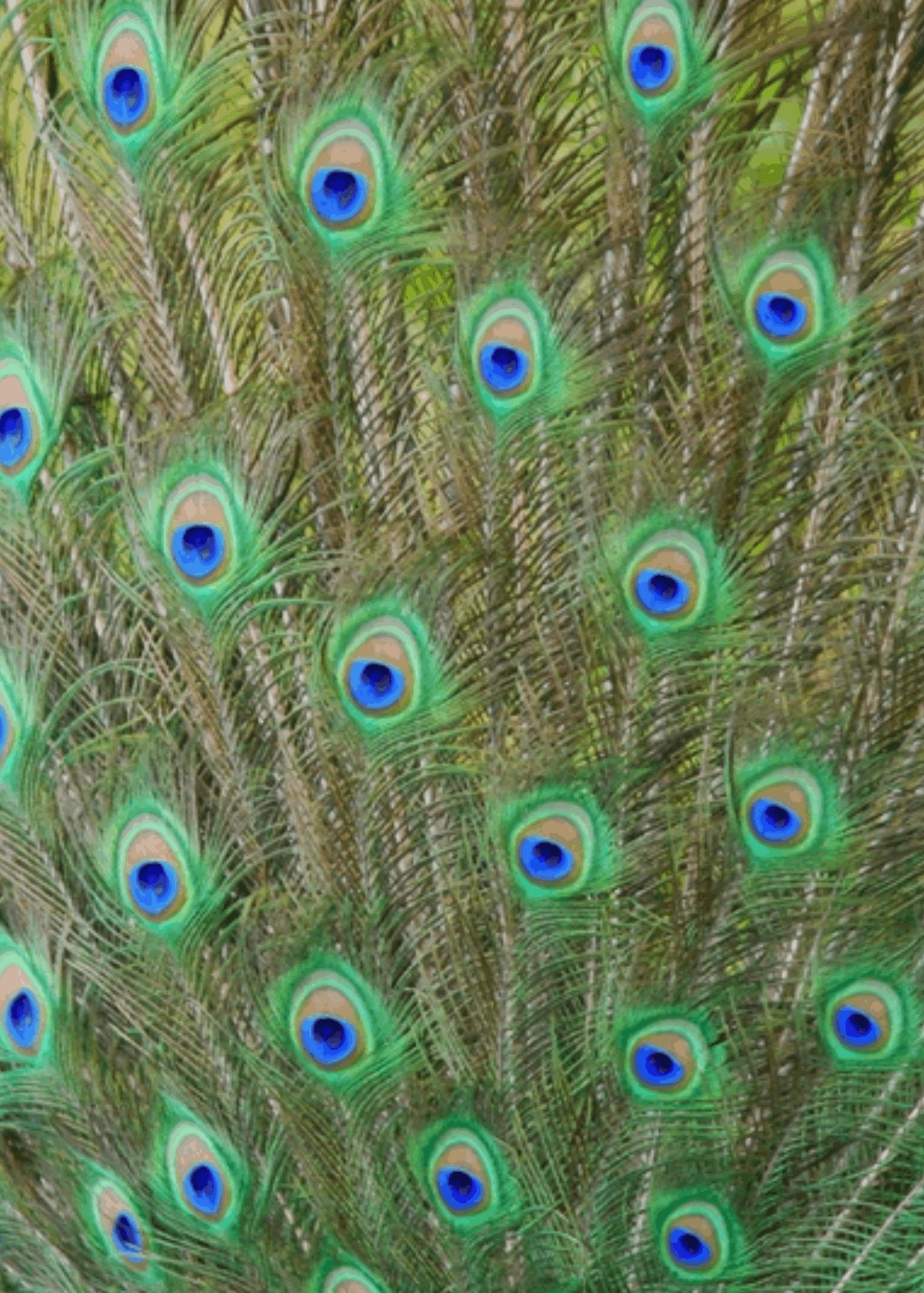 Menu Card | Navy Peacock