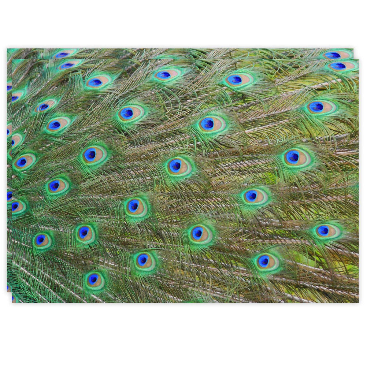 Rectangle Dailies® | Peacock (2-Pack) - TingeDaily