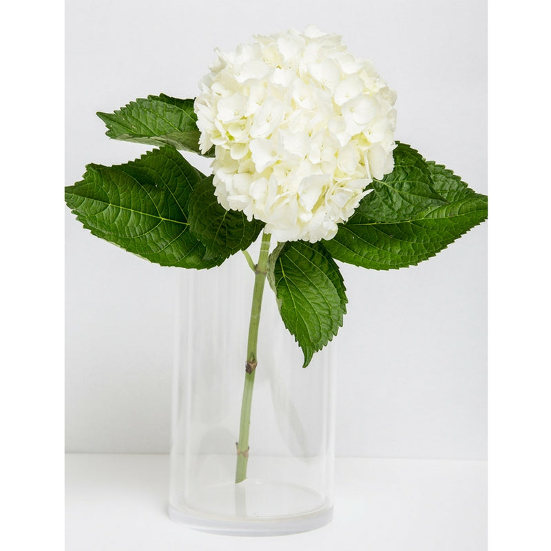 The Vase + Zebra Dailie Insert - TingeDaily
